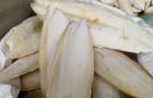 海螵蛸(墨魚(yú)骨)有收斂止血的功效與作用