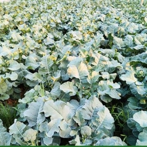 吃西藍(lán)花有哪些好處 什么樣人群不是適合西藍(lán)花