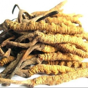 冬蟲(chóng)夏草有什么用途 冬蟲(chóng)夏草主治陽(yáng)痿遺精腰膝酸痛等