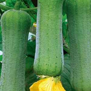 吃絲瓜能保護(hù)皮膚 吃絲瓜好處一覽