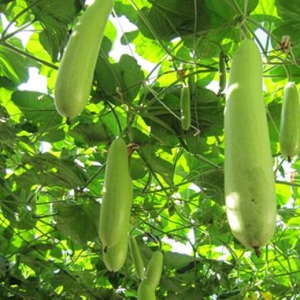 吃瓠子能降糖對(duì)于糖尿病患者有好處