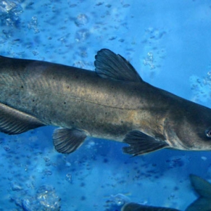 吃鮰魚有養(yǎng)肝補(bǔ)血功效 吃鮰魚好處一覽