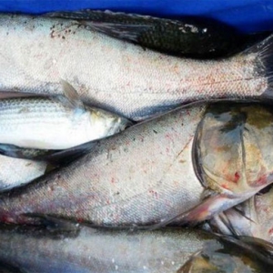 吃白鰱魚烏發(fā)養(yǎng)顏功效 吃白鰱魚好處一覽