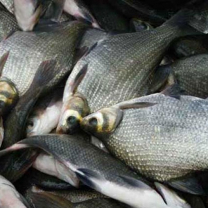 吃武昌魚促進(jìn)大腦發(fā)育 吃武昌魚好處一覽
