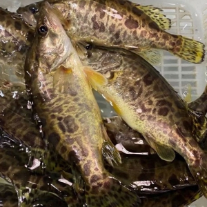 桂魚含有豐富的抗氧化劑可美容養(yǎng)顏 吃桂魚好處一覽
