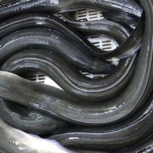 吃鰻魚強(qiáng)精壯腎 吃鰻魚好處一覽