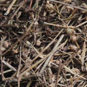 白花蛇舌草增強(qiáng)免疫力 白花蛇舌草功效作用
