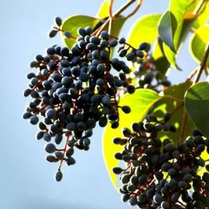 女貞子補(bǔ)肝腎治須發(fā)早白 女貞子價(jià)格一覽