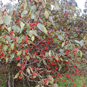 山茱萸治療陽萎早泄 山茱萸價(jià)格一覽
