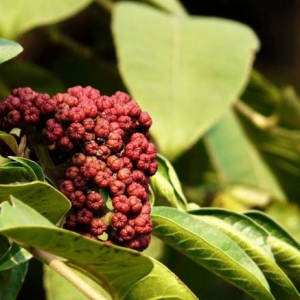 吳茱萸改善各種胃寒嘔吐 吳茱萸價(jià)格一覽