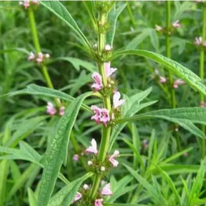 中藥益母草治療月經(jīng)失調(diào) 益母草價(jià)格一覽