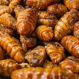 蠶蛹補(bǔ)腎壯陽(yáng) 蠶蛹價(jià)格一覽