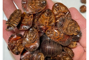 土鱉蟲(chóng)功效與作用：破血逐瘀 續(xù)筋接骨
