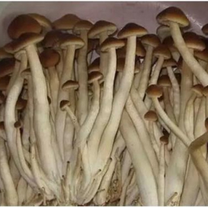 茶樹菇多糖可以幫助減少炎癥因子釋放延緩大腦衰老、防癌